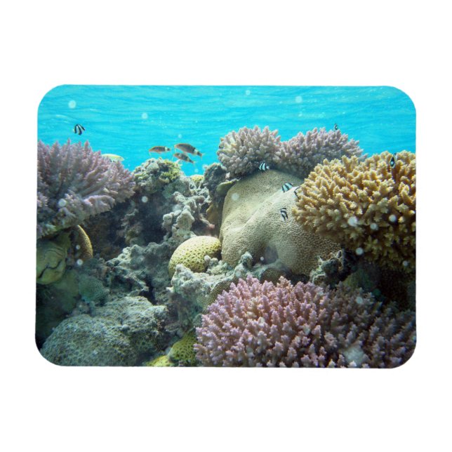 Under Water, Coral Reef, Magnet (Horizontal)