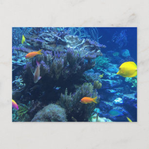 Under Water Ocean World And Summer Story  Postcard