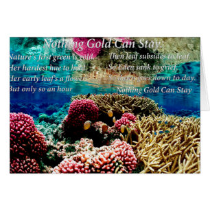 Under Water sea coral and two clown fish