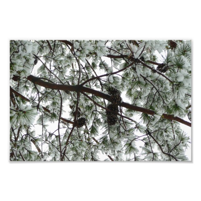 Underneath the Snow Covered Pine Tree Winter Photo (Front)