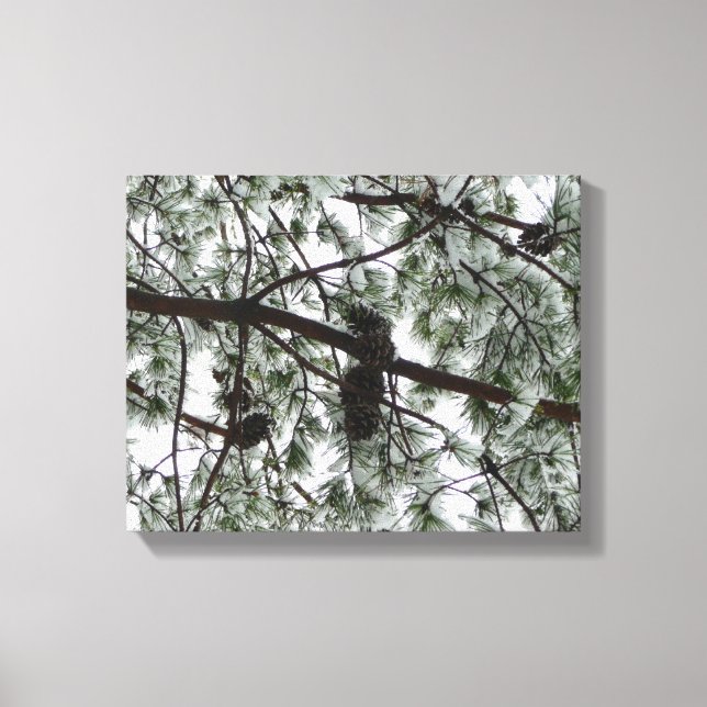 Underneath the Snow Covered Pine Tree Winter Photo Canvas Print (Front)