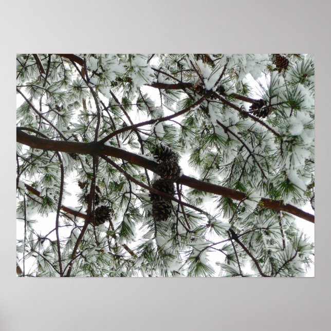 Underneath the Snow Covered Pine Tree Winter Photo Poster (Front)