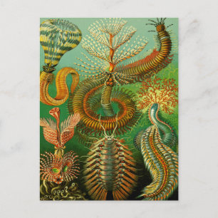 Undersea Colour Postcard
