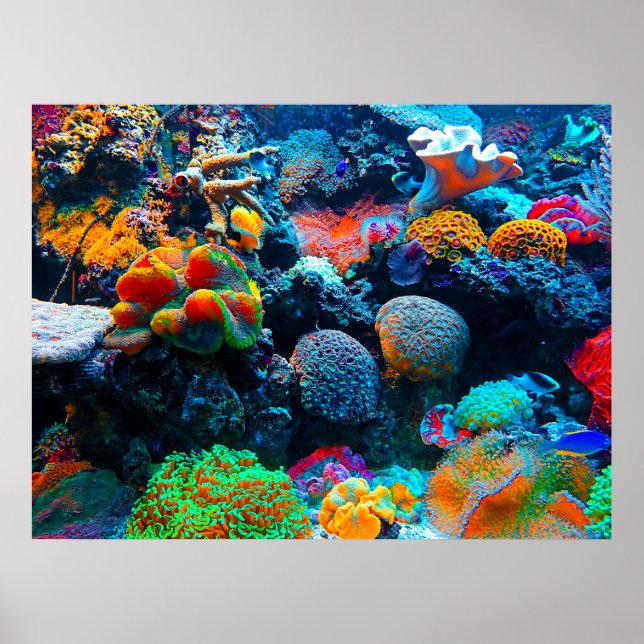 Undersea Tropical Coral Reef Poster (Front)