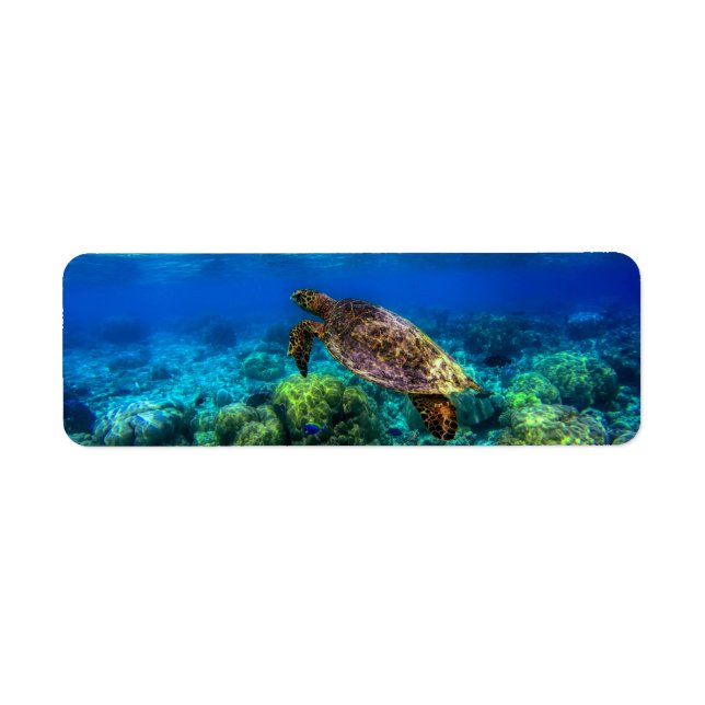 Undersea Tropical Sea Turtle Coral (Front)