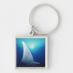 Underside of a manta ray key ring