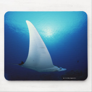 Underside of a manta ray mouse mat
