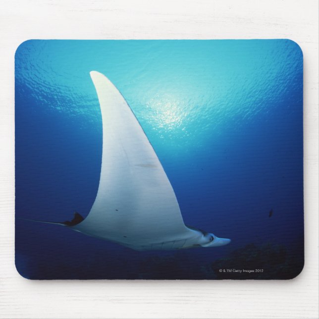 Underside of a manta ray mouse mat (Front)