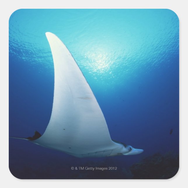 Underside of a manta ray square sticker (Front)