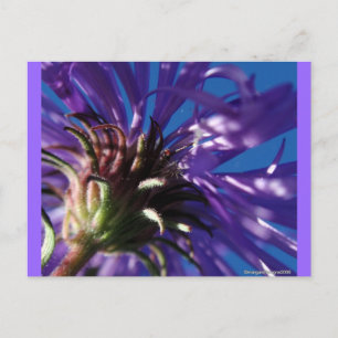 Underside of an Aster Postcard