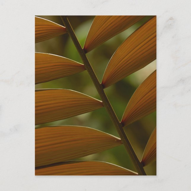 Understory palm detail. Mindo Cloud Forest. Postcard (Front)