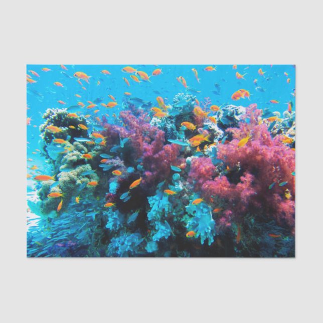 Underwater 13-16 Image Options Tissue Paper (Front)