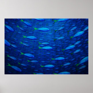 Underwater 4 poster