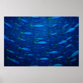 Underwater 4 poster