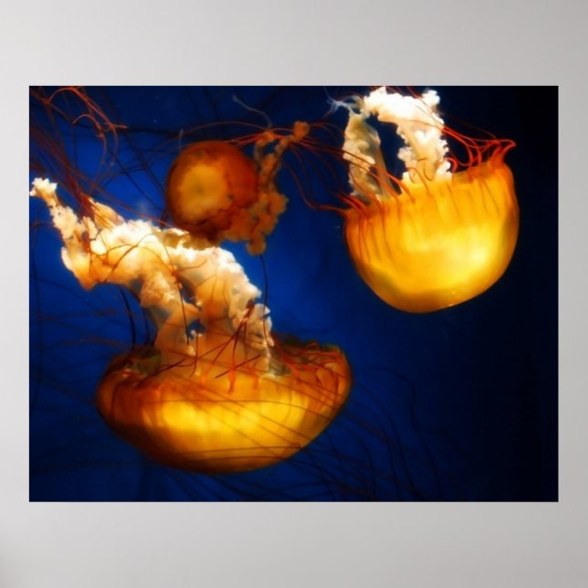 Underwater Ballet Poster (Front)