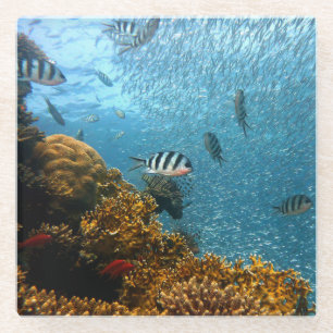 Underwater Beauty, Fish and Coral Glass Coaster