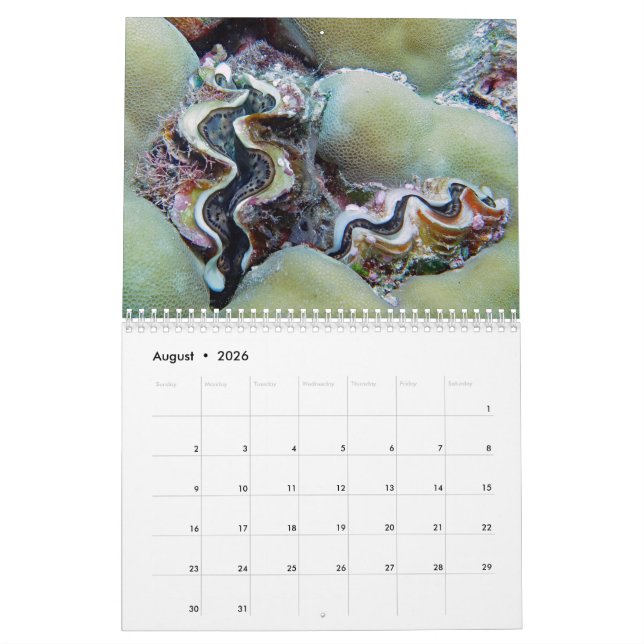 Underwater Calendar -- Palau (Aug 2026)