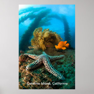Underwater Catalina Island, California Poster