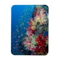 Underwater coral reef, Indonesia