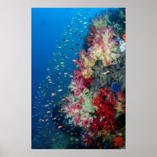 Underwater coral reef, Indonesia Poster (Front)