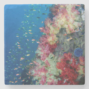 Underwater coral reef, Indonesia Stone Coaster