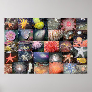 Underwater Creatures Collage - Fine Art Print