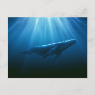 Underwater Humpback Whale Postcard