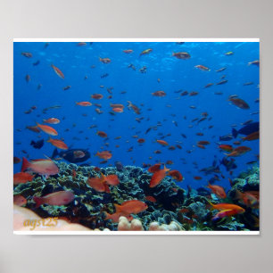 Underwater in Bali Poster