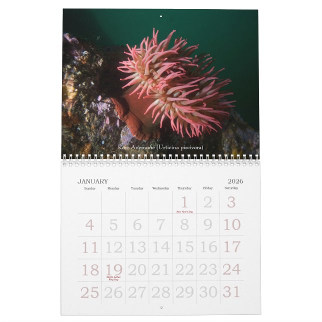 Underwater Journeys 2008 Calendar (Jan 2026)