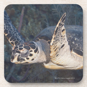 Underwater Life: A Hawksbill Sea Turtle 2 Coaster