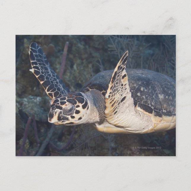 Underwater Life: A Hawksbill Sea Turtle 2 Postcard (Front)