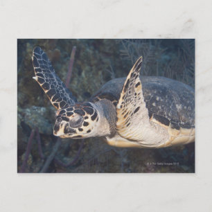 Underwater Life: A Hawksbill Sea Turtle 2 Postcard