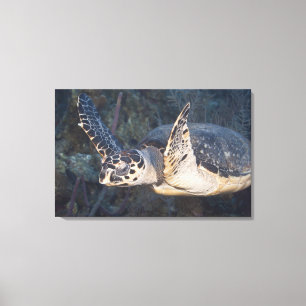 Underwater Life: A Hawksbill Sea Turtle Canvas Print