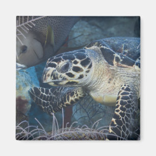 Underwater Life: A Hawksbill Sea Turtle Magnet