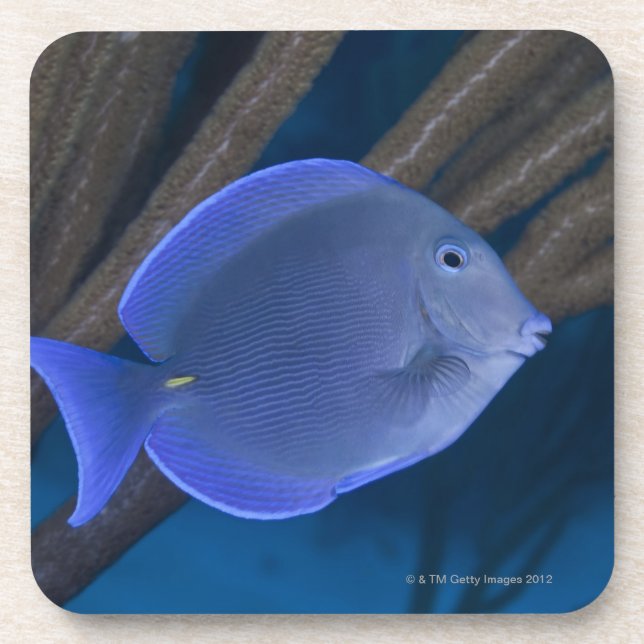 Underwater life: Acanthurus coeruleus with sea Coaster (Front)