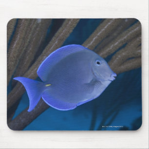 Underwater life: Acanthurus coeruleus with sea Mouse Mat