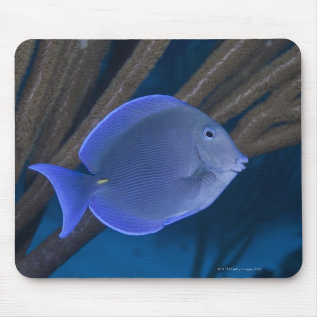 Underwater life: Acanthurus coeruleus with sea Mouse Mat (Front)