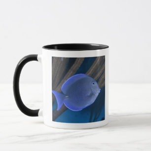 Underwater life: Acanthurus coeruleus with sea Mug