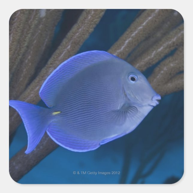 Underwater life: Acanthurus coeruleus with sea Square Sticker (Front)