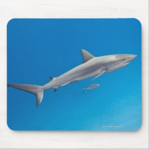 Underwater life: Carcharhinus perezi swimming in Mouse Mat