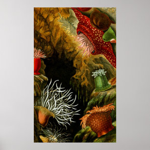 Underwater Life Eight Of Ten Poster