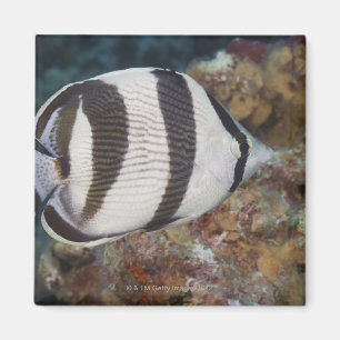 Underwater Life; FISH:  A Banded Butterflyfish Magnet
