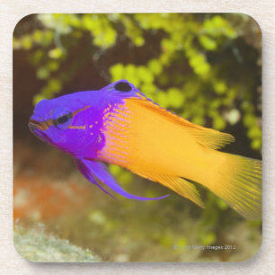 Underwater Life, FISH:  a colourful Fairy Basslet Coaster