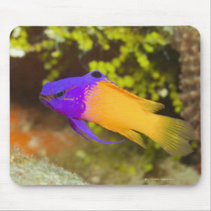 Underwater Life, FISH: a colourful Fairy Basslet Mouse Mat