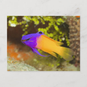 Underwater Life, FISH:  a colourful Fairy Basslet Postcard