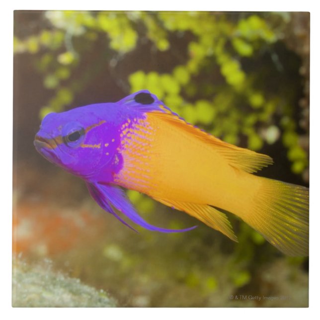 Underwater Life, FISH:  a colourful Fairy Basslet Tile (Front)