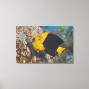 Underwater Life, FISH:  A colourful Rock Beauty Canvas Print