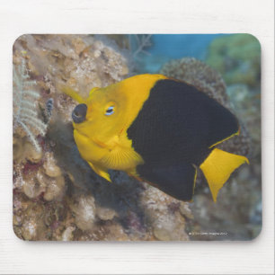 Underwater Life, FISH: A colourful Rock Beauty Mouse Mat
