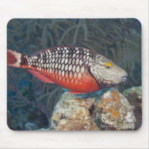 Underwater Life, FISH: a colourful Stoplight Mouse Mat