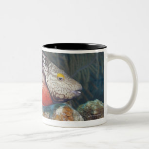 Underwater Life, FISH: a colourful Stoplight Two-Tone Coffee Mug